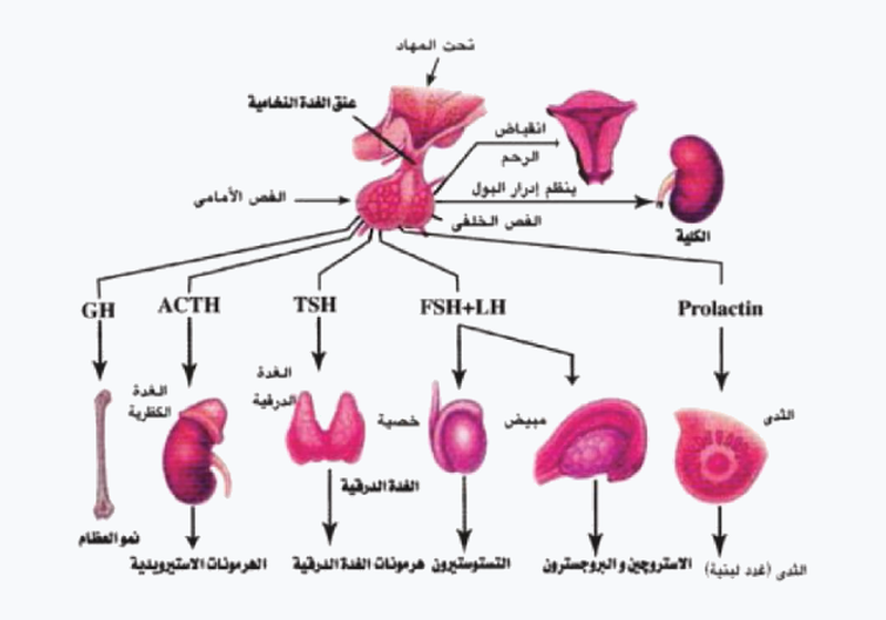 شكل السؤال