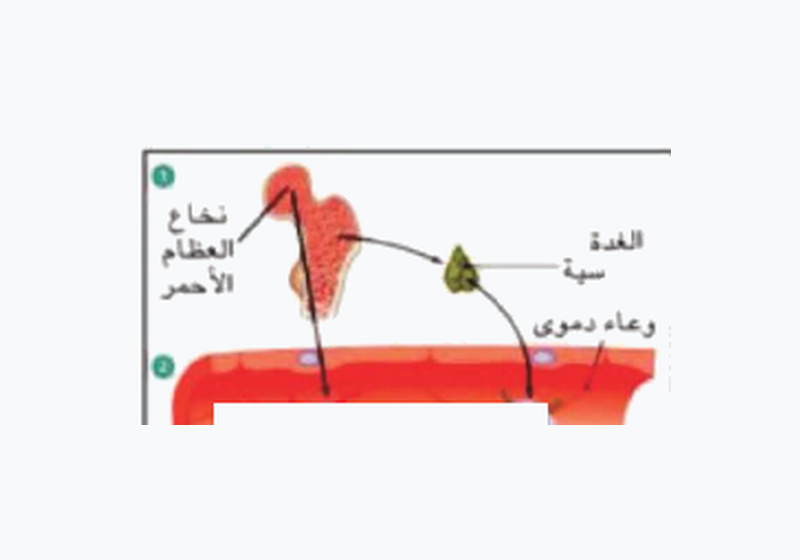 شكل السؤال